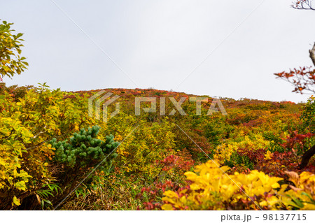 栗駒山から望む紅葉・中央コース(宮城県) 栗駒山から望む紅葉・中央コース(宮城県) 98137715