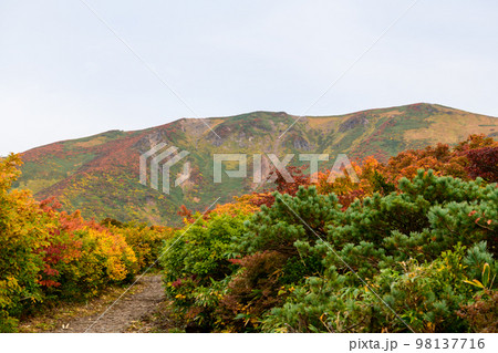 栗駒山の山岳紅葉と神の絨毯(宮城県) 栗駒山の山岳紅葉と神の絨毯(宮城県) 98137716
