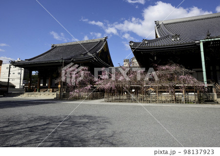 佛光寺 八重紅枝垂糸桜 佛光寺 八重紅枝垂糸桜 98137923