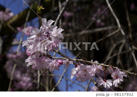 佛光寺　八重紅枝垂糸桜 98137932