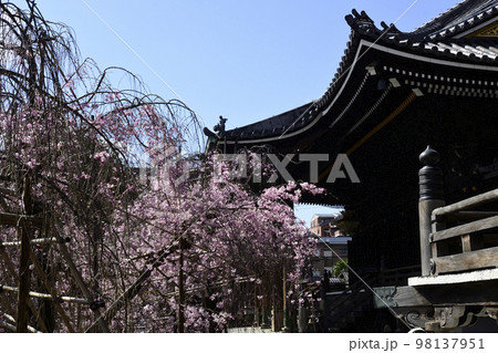 佛光寺 八重紅枝垂糸桜 佛光寺 八重紅枝垂糸桜 98137951