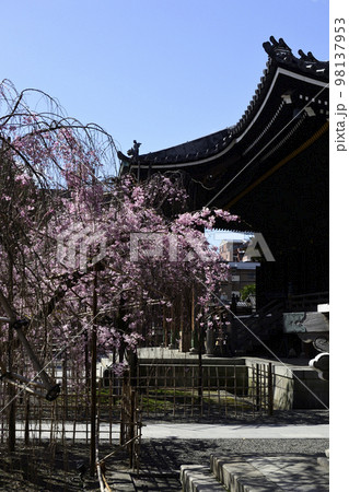 佛光寺　八重紅枝垂糸桜 98137953