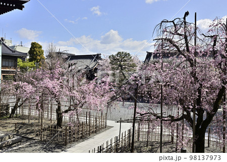 佛光寺 八重紅枝垂糸桜 佛光寺 八重紅枝垂糸桜 98137973