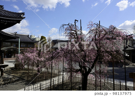 佛光寺　八重紅枝垂糸桜 98137975
