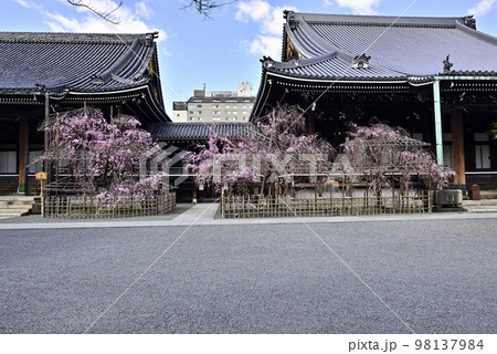 佛光寺　八重紅枝垂糸桜 98137984