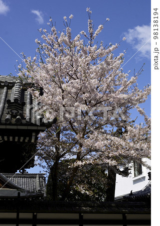 佛光寺 桜 佛光寺 桜 98138194