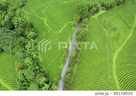 Aerail view Tea farm with sea of mist, green tree, blue mountain Aerail view Tea farm with sea of mist, green tree, blue mountain 98138630