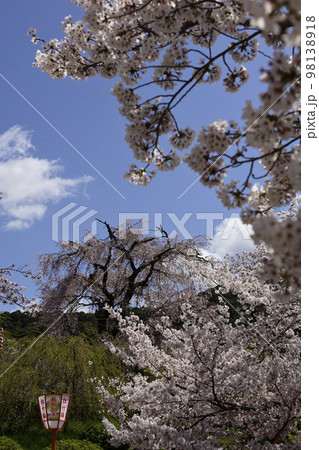 円山公園　祇園枝垂れ桜 98138918