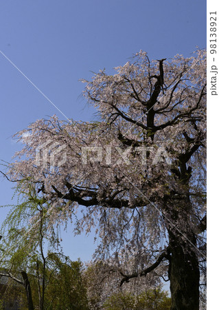 円山公園 祇園枝垂れ桜 円山公園 祇園枝垂れ桜 98138921
