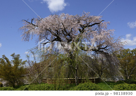 円山公園 祇園枝垂れ桜 円山公園 祇園枝垂れ桜 98138930