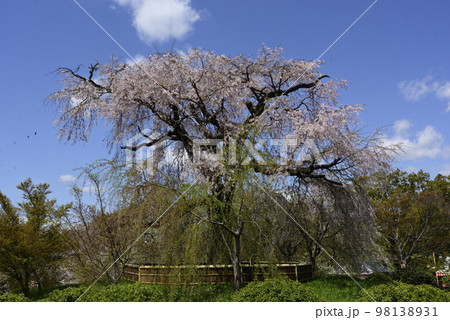 円山公園　祇園枝垂れ桜 98138931