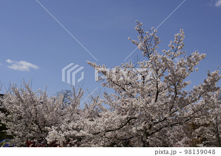 円山公園 桜 円山公園 桜 98139048