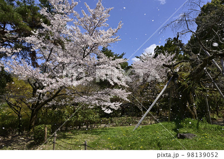 円山公園 桜 円山公園 桜 98139052