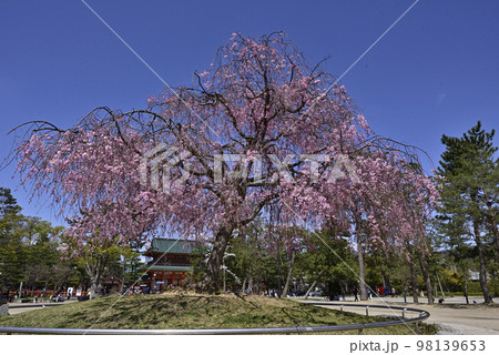 岡崎公園 祇園枝垂れ桜 岡崎公園 祇園枝垂れ桜 98139653