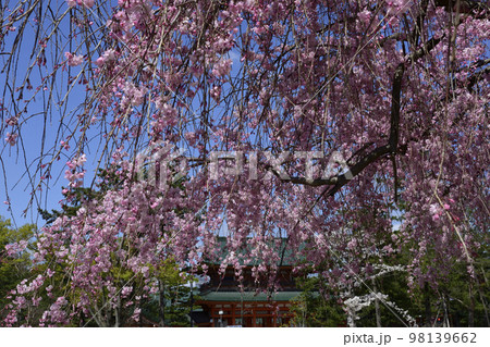岡崎公園 祇園枝垂れ桜 岡崎公園 祇園枝垂れ桜 98139662