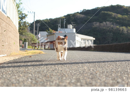 猫 猫 98139663