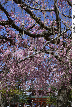 岡崎公園　祇園枝垂れ桜 98139664
