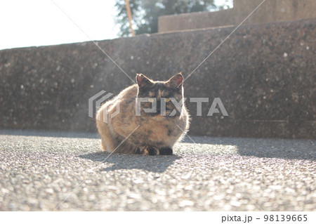 猫 猫 98139665