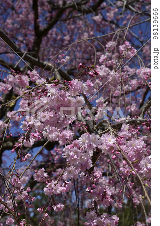 岡崎公園　祇園枝垂れ桜 98139666