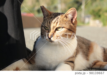 猫 98139667