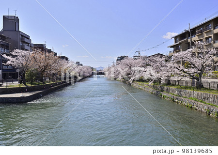 琵琶湖疎水（岡崎疎水）の桜並木 98139685