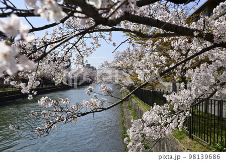 琵琶湖疎水（岡崎疎水）の桜並木 98139686