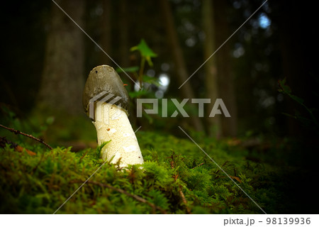 Phallus impudicus mushroom growing on lush green moss 98139936