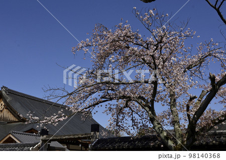 聖護院門跡 桜 聖護院門跡 桜 98140368