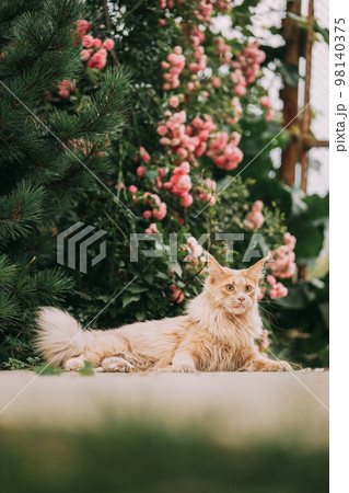 Playful Curious Funny Cute Maine Coon Cat With Bright Light-red Cream Solid Fur Color Lies On Walkway On Flower Background. Pets On Walk. Amazing Pets Pet Coon Cat, Maine Cat, Maine Shag Playful Curious Funny Cute Maine Coon Cat With Bright Light-red Cream Solid Fur Color Lies On Walkway On Flower Background. Pets On Walk. Amazing Pets Pet Coon Cat, Maine Cat, Maine Shag 98140375