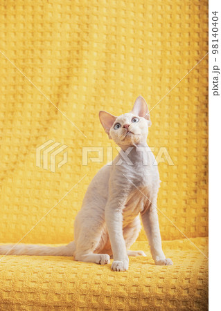 Devon Rex Kitten Kitty. Short-haired Blue-eyed Cat Of English Breed On Yellow Plaid Background. Shorthair Pet Cat Looking Up 98140404