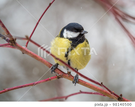 Cute bird Great tit, songbird sitting on a branch without leaves in the autumn or winter. 98140500