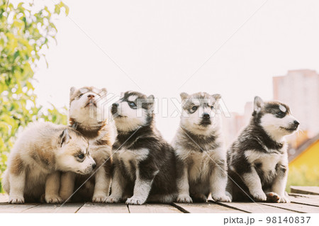 Five Four-week-old Husky Puppy Of White-gray-black-brown Color Sitting On Wooden Ground Together 98140837
