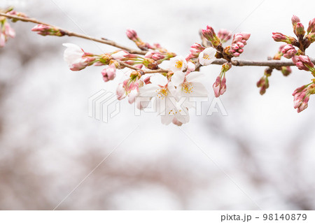 咲き始めのソメイヨシの桜の花 つぼみ アップ 咲き始めのソメイヨシの桜の花 つぼみ アップ 98140879