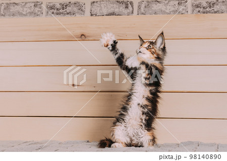 Funny Curious 10 Week Old Classic Young Maine Coon Kitten Cat Playing At Home Sofa. Coon Cat, Maine Cat, Maine Shag at Home. Amazing Pets Pet 98140890