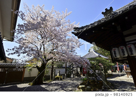 積善院凖提堂(五大力さん)の桜 積善院凖提堂(五大力さん)の桜 98140925