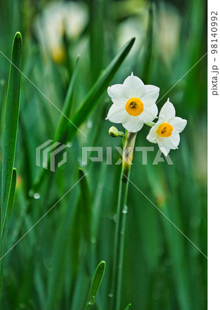 えちぜん水仙 98140992