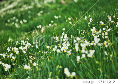 えちぜん水仙 えちぜん水仙 98141012