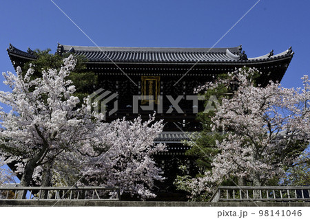 くろ谷　金戒光明寺　山門と桜 98141046