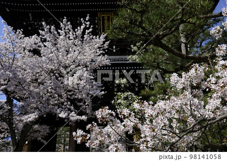 くろ谷　金戒光明寺　山門と桜 98141058