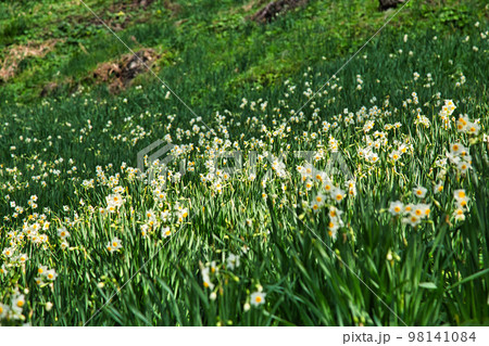 えちぜん水仙 えちぜん水仙 98141084