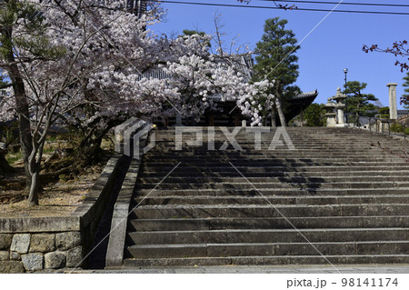 くろ谷　金戒光明寺　さくら 98141174