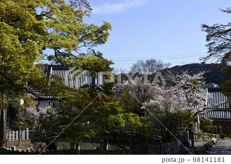 くろ谷 金戒光明寺 さくら くろ谷 金戒光明寺 さくら 98141181
