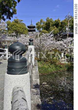 くろ谷 金戒光明寺 極楽橋と桜 くろ谷 金戒光明寺 極楽橋と桜 98141200