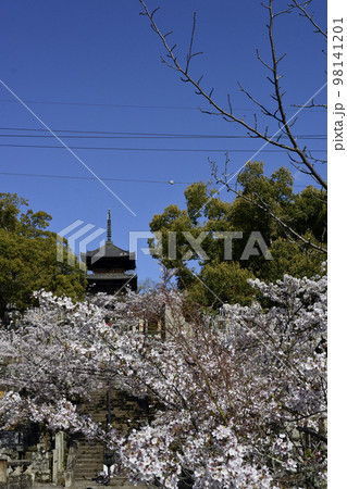 くろ谷　金戒光明寺　極楽橋と桜 98141201
