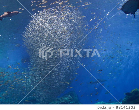 イワシの群れ 98141303
