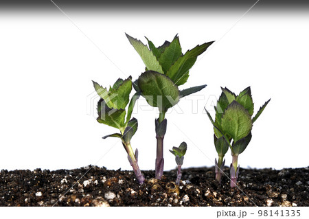 戦争と平和 イメージ (fix撮影) 戦争と平和 イメージ (fix撮影) 98141335