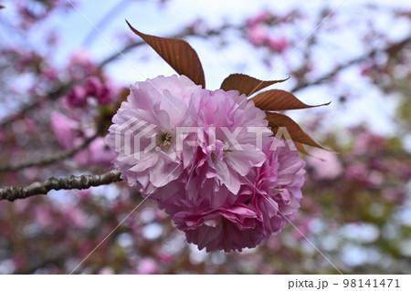 本満寺 八重桜 本満寺 八重桜 98141471