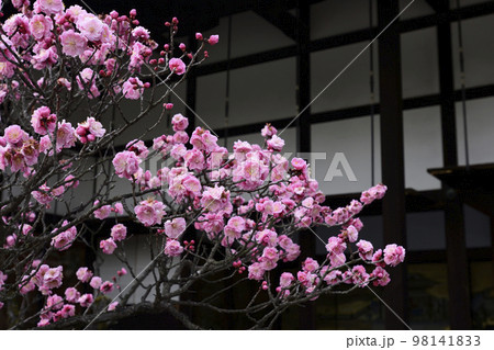 京都御所 御常御殿 八重紅梅 京都御所 御常御殿 八重紅梅 98141833