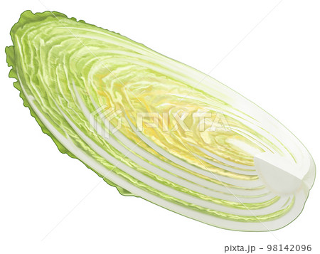 4分の1にカットした白菜の手描きイラスト 新鮮 リアル 美味しそうの