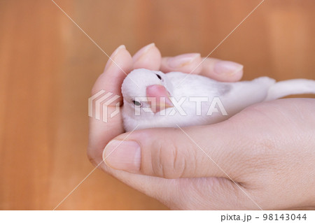 手の中でくつろぐ白文鳥のヒナ 98143044